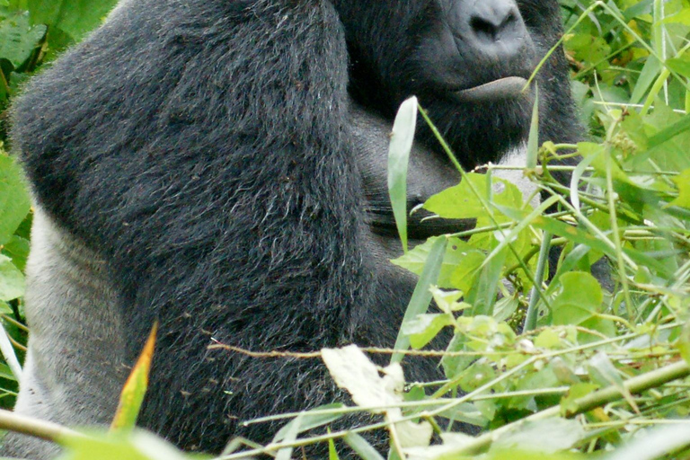 TREKKING D&#039;UNE JOURNÉE POUR OBSERVER LES GORILLES AU RWANDA