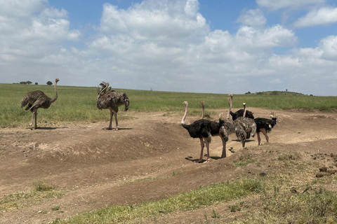 Nairobi National Park 5-Hour Game Drive Morning or Afternoon