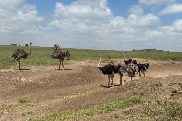 Nairobi National Park 5-Hour Game Drive Morning or Afternoon