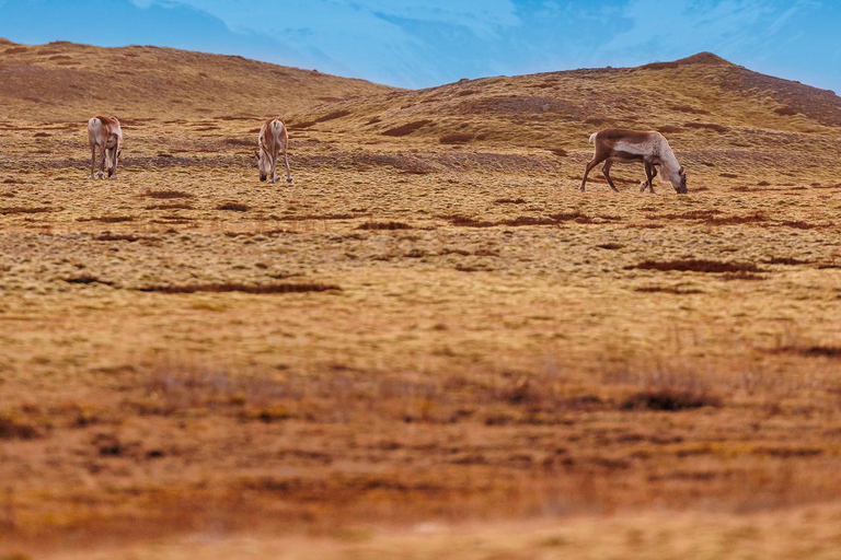 Swakopmund: Horseback Riding Tour with Lunch