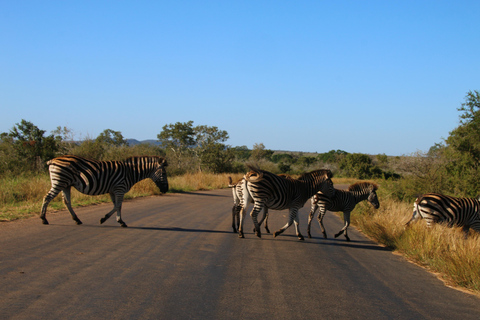 Tour privado por el Parque Nacional Kruger