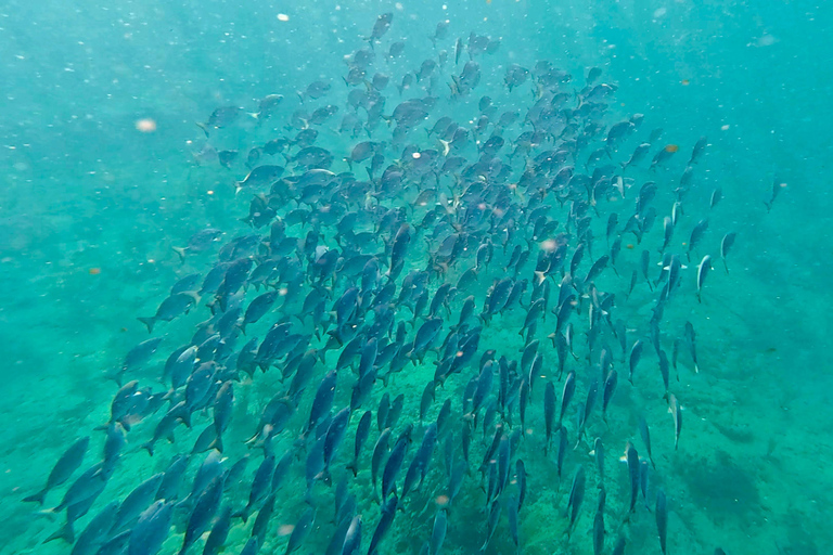 Ft Lauderdale: Combo Deal Snorkel Reefs, Kayak/SUP Mangroves