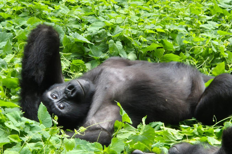 Kigali: Bwindi Impenetrable Forest Gorilla Trekking Tour