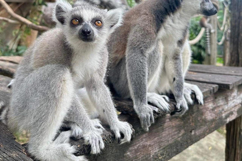 De Bangkok a Moo Deng: Traslado privado al zoo de Khao Kheow