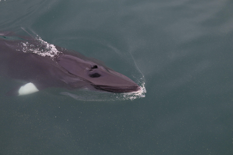 Akureyri: Guided Whale Watching Tour from the City Center