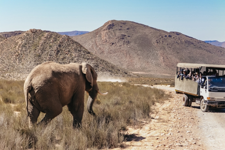 Vanuit Kaapstad: retourtrip naar Aquila met safari
