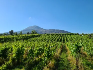 Vesuv - Weinverkostung ab Salerno | Ideal für Kreuzfahrtschiffe