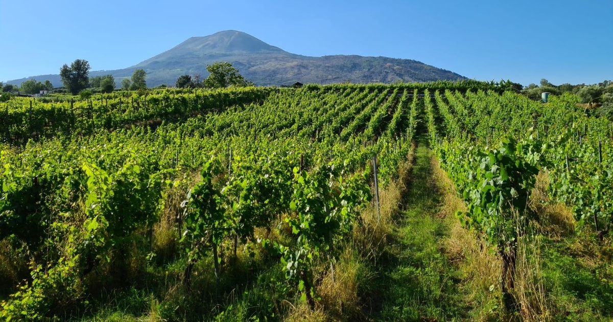 Vesuvio - Degustazione Di Vini Da Salerno | Ideale Per I Crocieristi ...