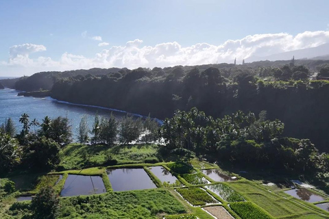 Maui's Sea Turtle & Waterfalls: Taste of Hana Guided Tour