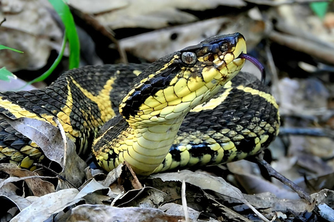 São Paulo & Atlantic Forest: Serra do Mar State Park Tour