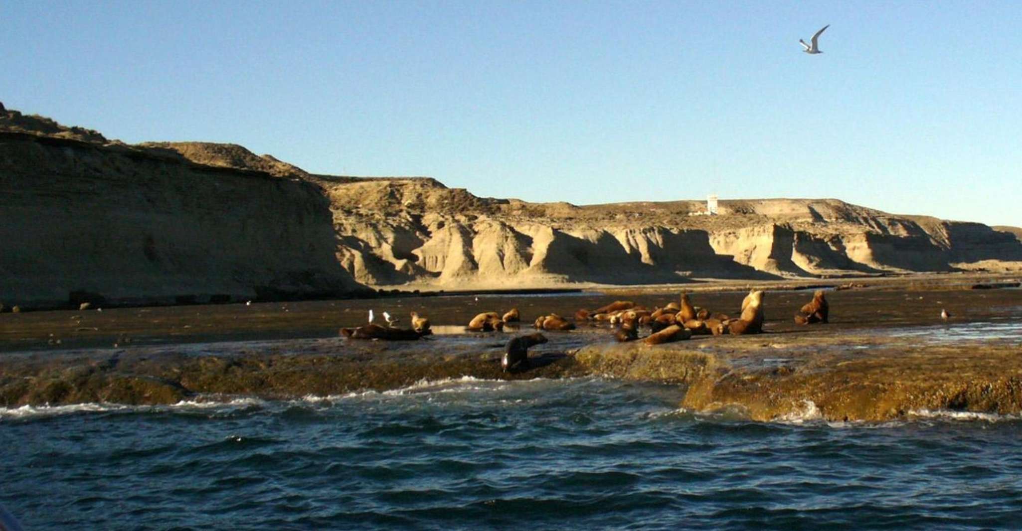 Von Puerto Madryn, Punta Tombo Tagesausflug mit Hoteltransfer - Hizvo