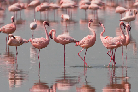Djerba: Pink Flamingo Island Cruise & Dolphin Watching