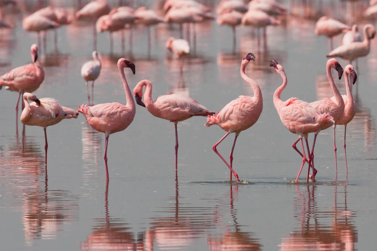 Djerba: Pink Flamingo Island Cruise & Dolphin Watching