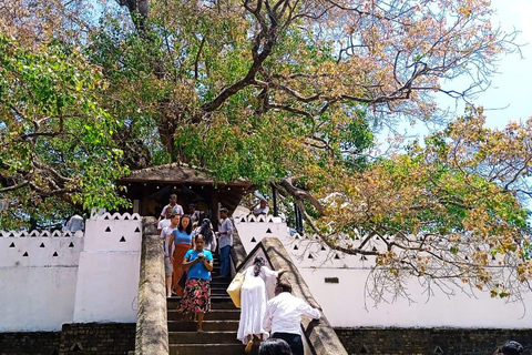 Colombo: Kandy Day Trip with Tooth Temple, Tea Factory Visit
