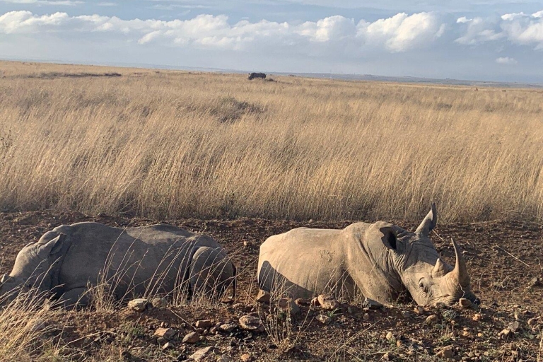 Nairobi: Visita al Parque Nacional, elefante bebé y centro de jirafas