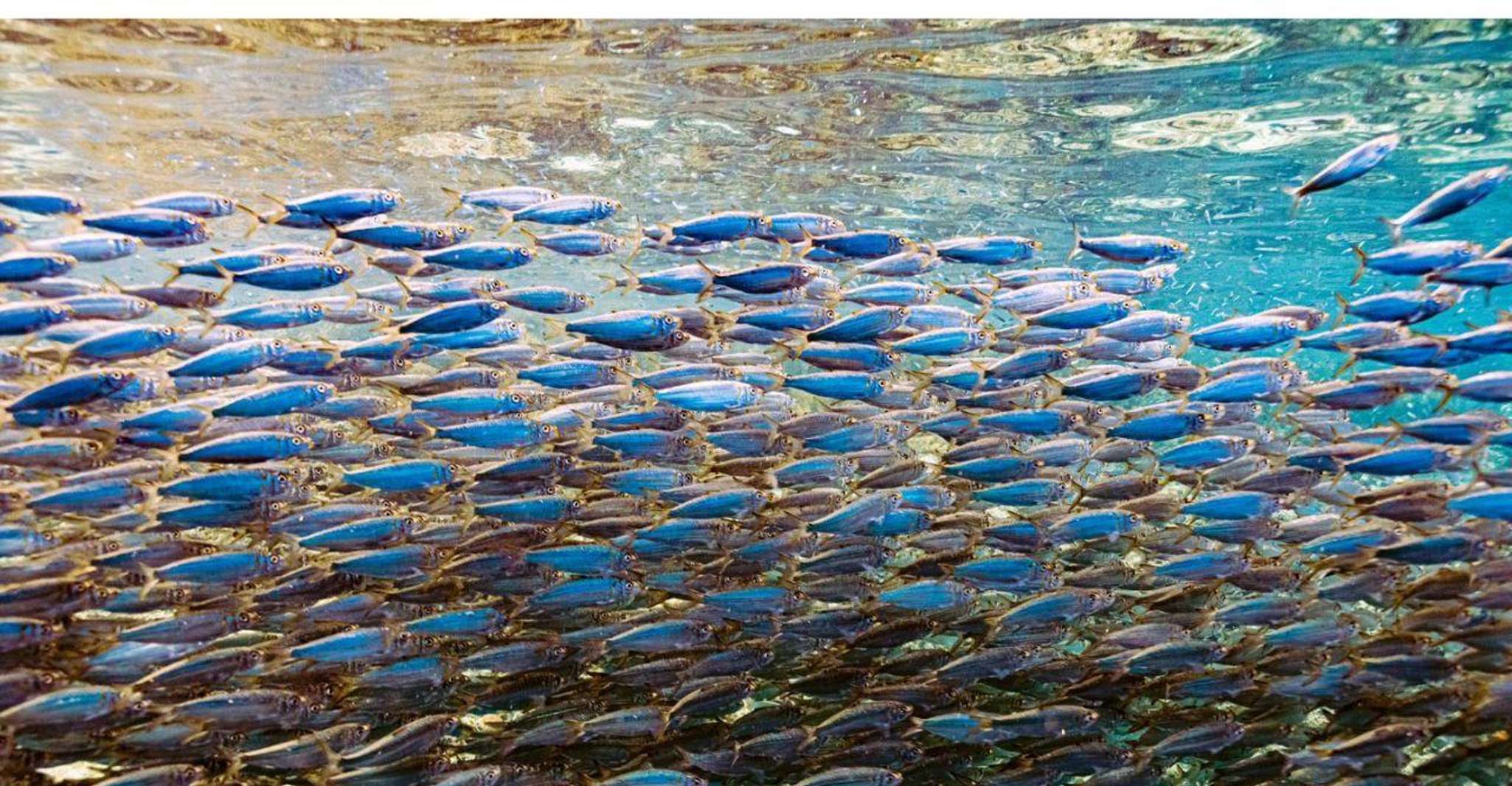 Panglao, Napaling Reef y Sardinas Freediving Experience - Hizvo