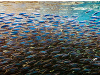 Panglao, Napaling Reef et Sardines Expérience de plongée libre - Hizvo
