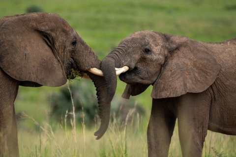 坎帕拉：穆西西瀑布Safari之旅，含尼罗河游船及犀牛观赏坎帕拉：穆希逊瀑布Safari之旅，含尼罗河游轮及犀牛观赏