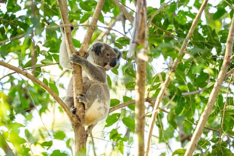 Gold Coast: Mount Tamborine Kangaroo and Koala Day Tour - Image 2