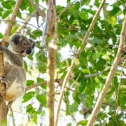 Gold Coast: Mount Tamborine Kangaroo and Koala Day Tour