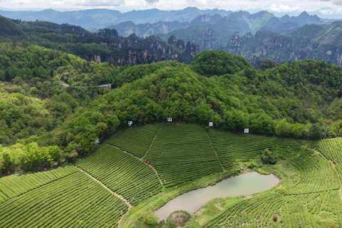 Zhangjiajie 3-Day Tour: Tea Garden, National Forest Park