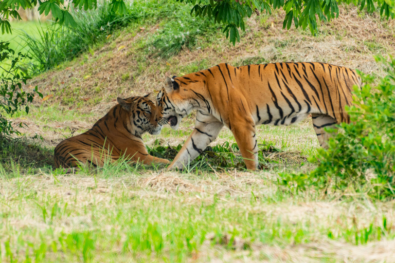 De Jaipur: Ranthambore Tiger Safari Viagem de 1 dia