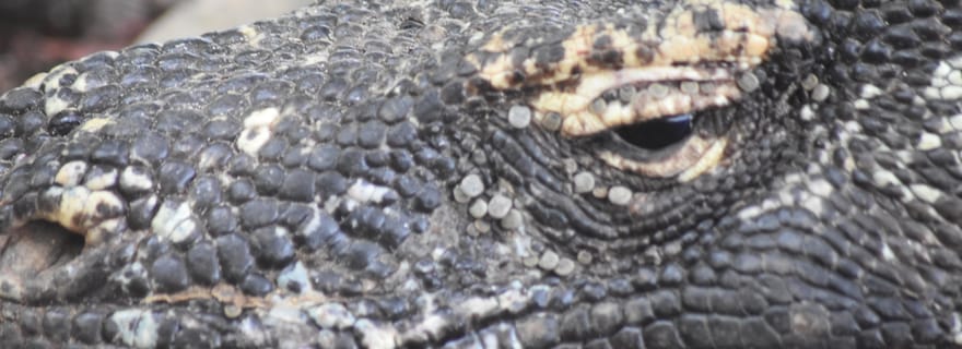 Voyages organisés sur l'île de Komodo