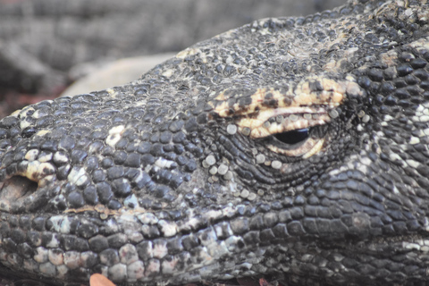 Dagtrip Komodo 3 Dagen/2 Nachten