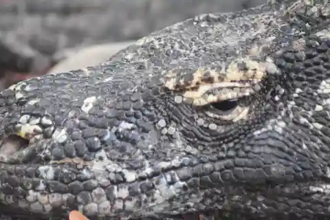 Komodo Island Tour Packages