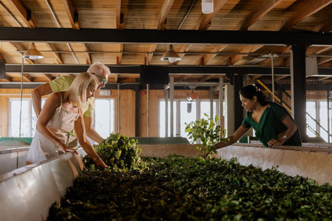 Kandy: Royal Botanical Garden & Tea Factory Tour Pick & Drop Without Entry Ticket in Royal Botanical Garden