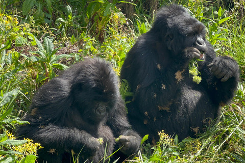 Experiencia de senderismo de 4 días por los gorilas de Ruanda y Uganda