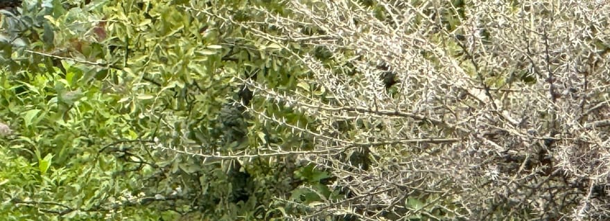 Visite du monastère de Debre Libanos et du pont panoramique portugais