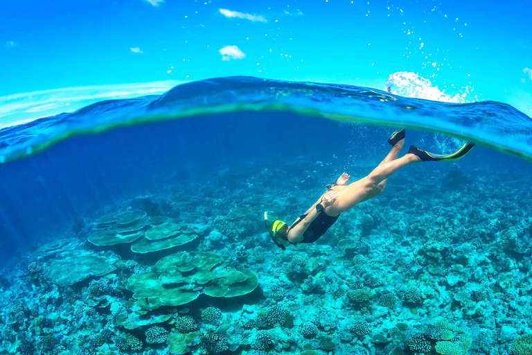 Cham Islands: Scuba Diving Experience with 2 Divemaster Opts PADI Scuba + Snorkeling (1 Dive + 1 Snorkel)
