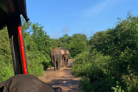 Yala Safari Experience from Ahungalla,Bentota,Beruwella,