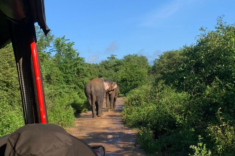 Yala Safari Experience from Ahungalla,Bentota,Beruwella,