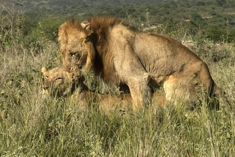 Nairobi National Park&Elephant Orphanage&Giraffe Centre Tour