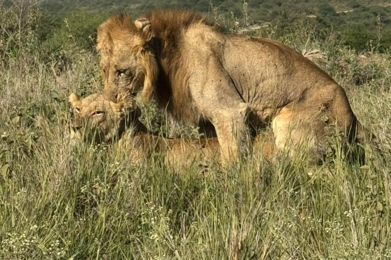 Nairobi National Park&Elephant Orphanage&Giraffe Centre Tour