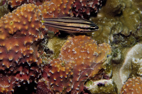 Zanzíbar: tour por la isla de Tumbatu con esnórquel y almuerzo