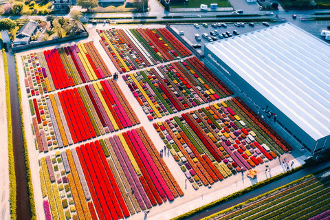 From Amsterdam: Tulip Experience and Tulip Fields Tour 4-hour tour Tulip Experience