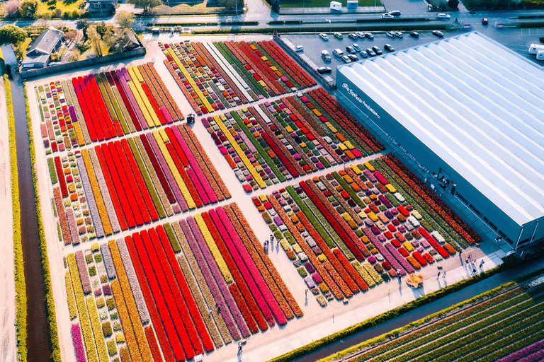 From Amsterdam: Tulip Experience and Tulip Fields Tour 4-hour tour Tulip Experience