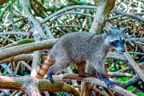 Barú : Plage de la liberté avec mangrove et plongée avec masque et tuba en bateau