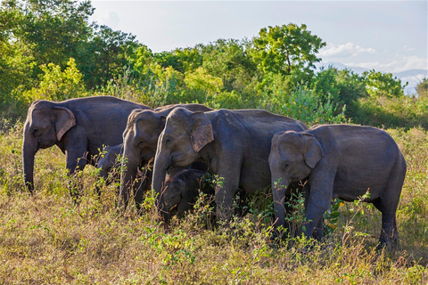 From Udawalawe :-National Park Thrilling Full-Day Safari