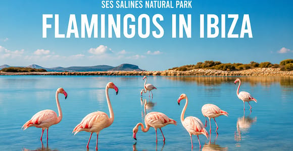 Ibiza: Flamingo-Wanderung und Sonnenuntergang in Ses Salines