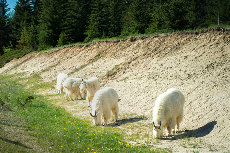 4 Days Tour to Banff & Jasper National Park without Hotels 4 Days Tour After August Public without Hotels