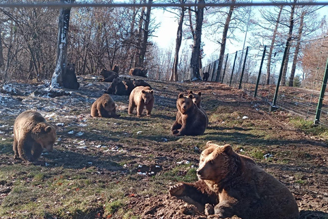 From Brașov: Bear Sanctuary with Ticket & Private Transport Brașov: Bear Sanctuary without Ticket & Private Transport
