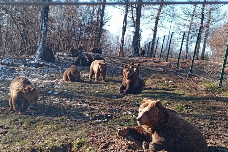 From Brașov: Bear Sanctuary with Ticket & Private Transport Brașov: Bear Sanctuary without Ticket & Private Transport