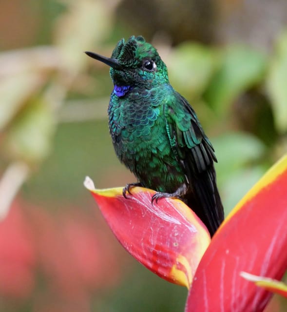 Marzo 2025 Coasta Rica: Tour de Observación de Aves y Fotografía ...