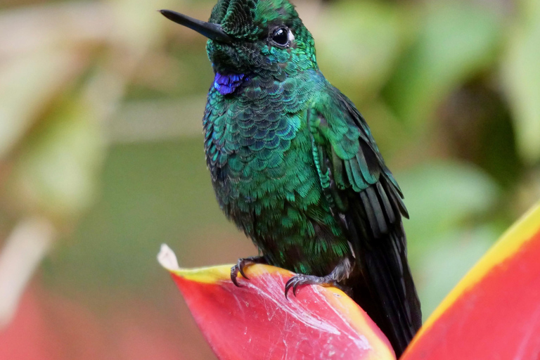 Maart 2025 Coasta Rica: Vogels kijken en fotograferenCoasta Rica: Vogels kijken en fotograferen