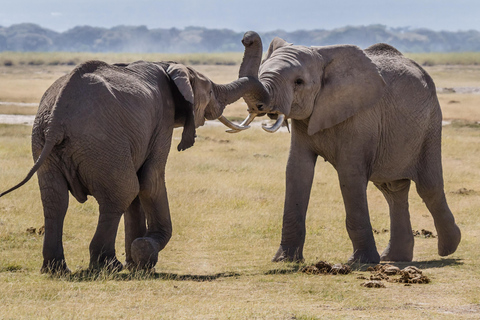 From Nairobi: David Sheldrick Elephant Orphanage Tour