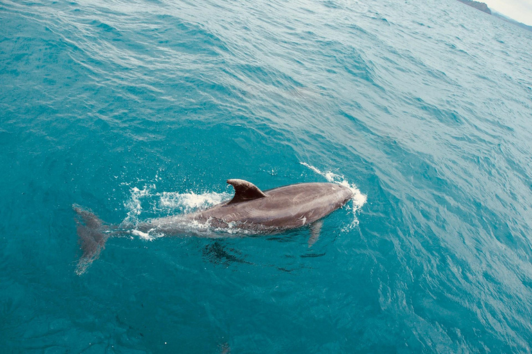 Side: Dolphin Island Boat Trip with Lunch & Swim Stops